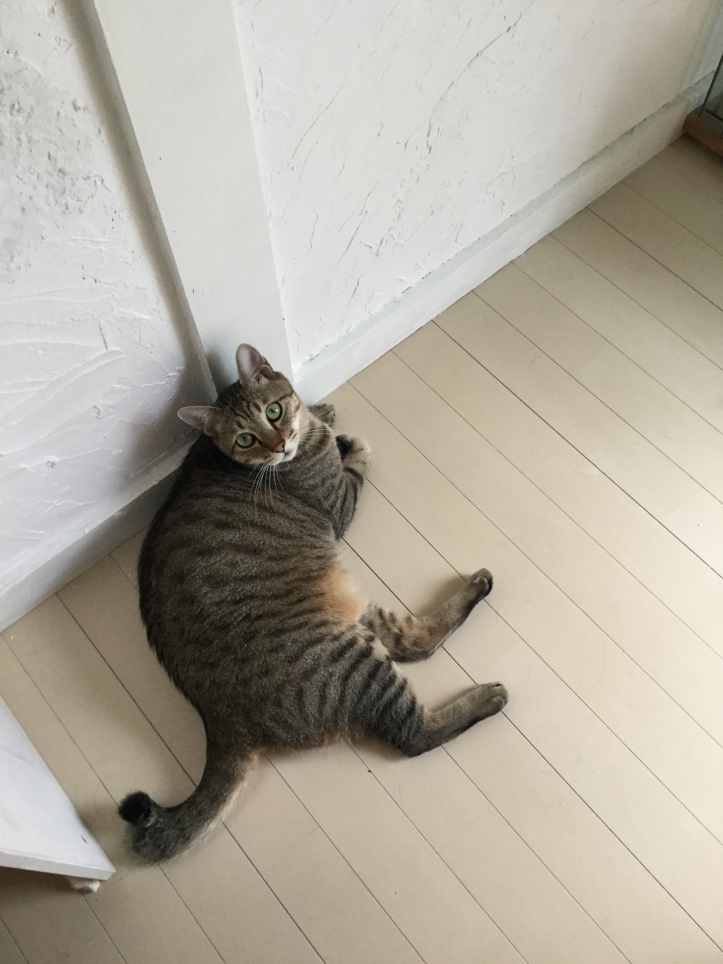 ゴロン