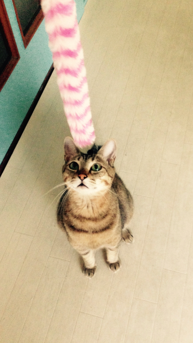わらびちゃん