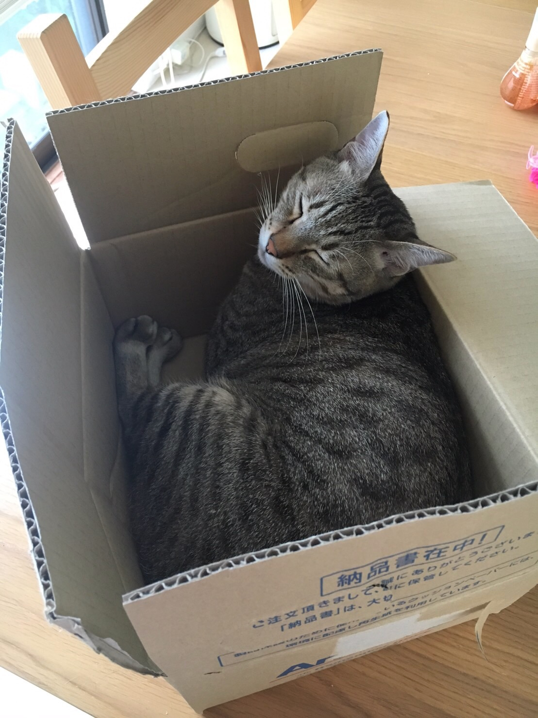 箱の中でおやすみ