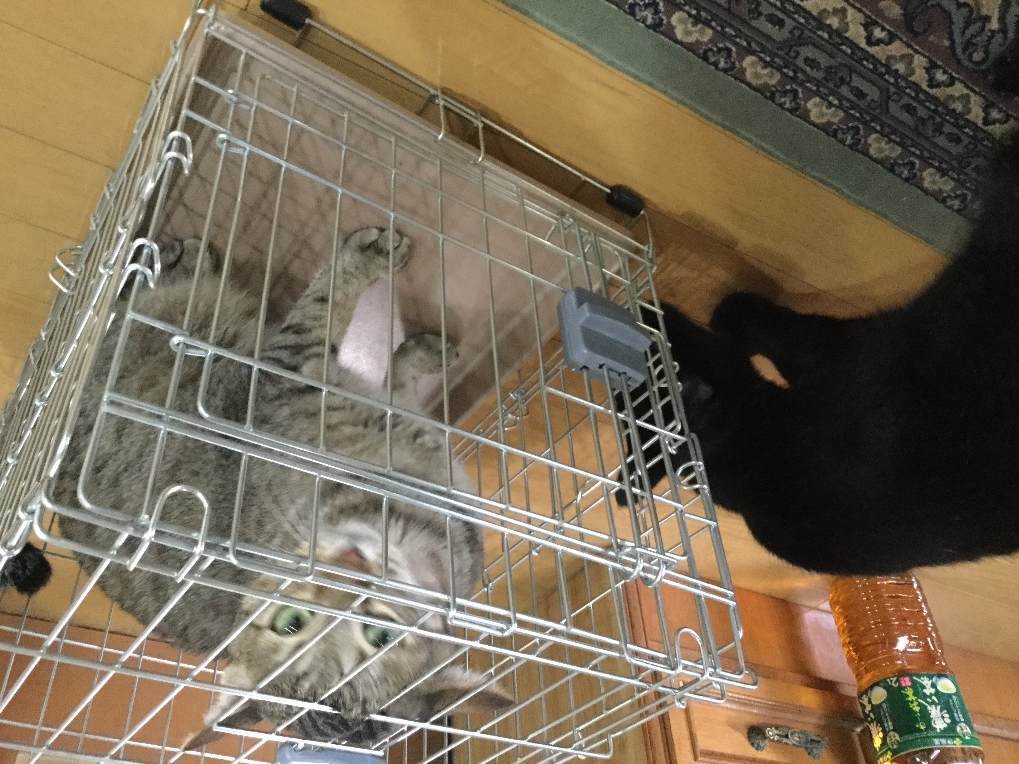 くろとツーショット